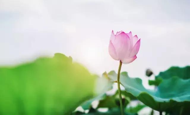 小暑的古诗10首，何以晓烦暑，唯有诵诗书