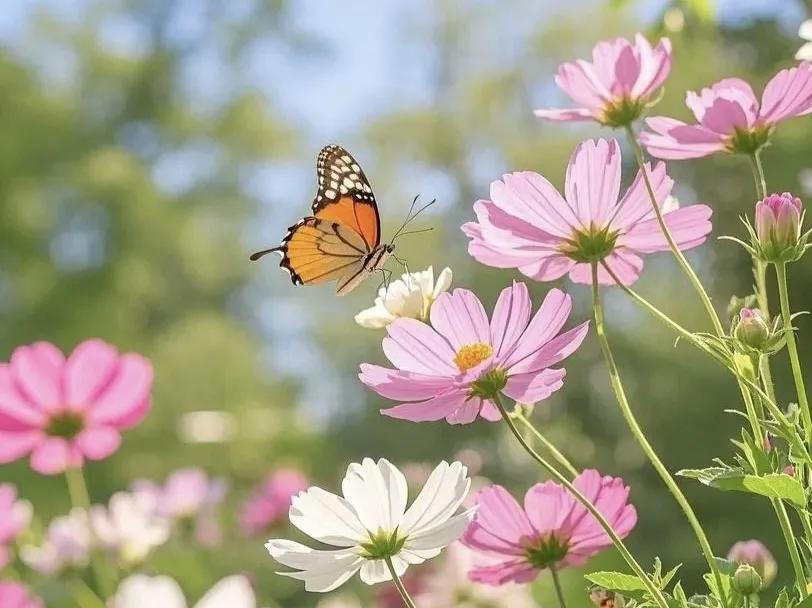 三月你好的文案30句，美好不期而遇