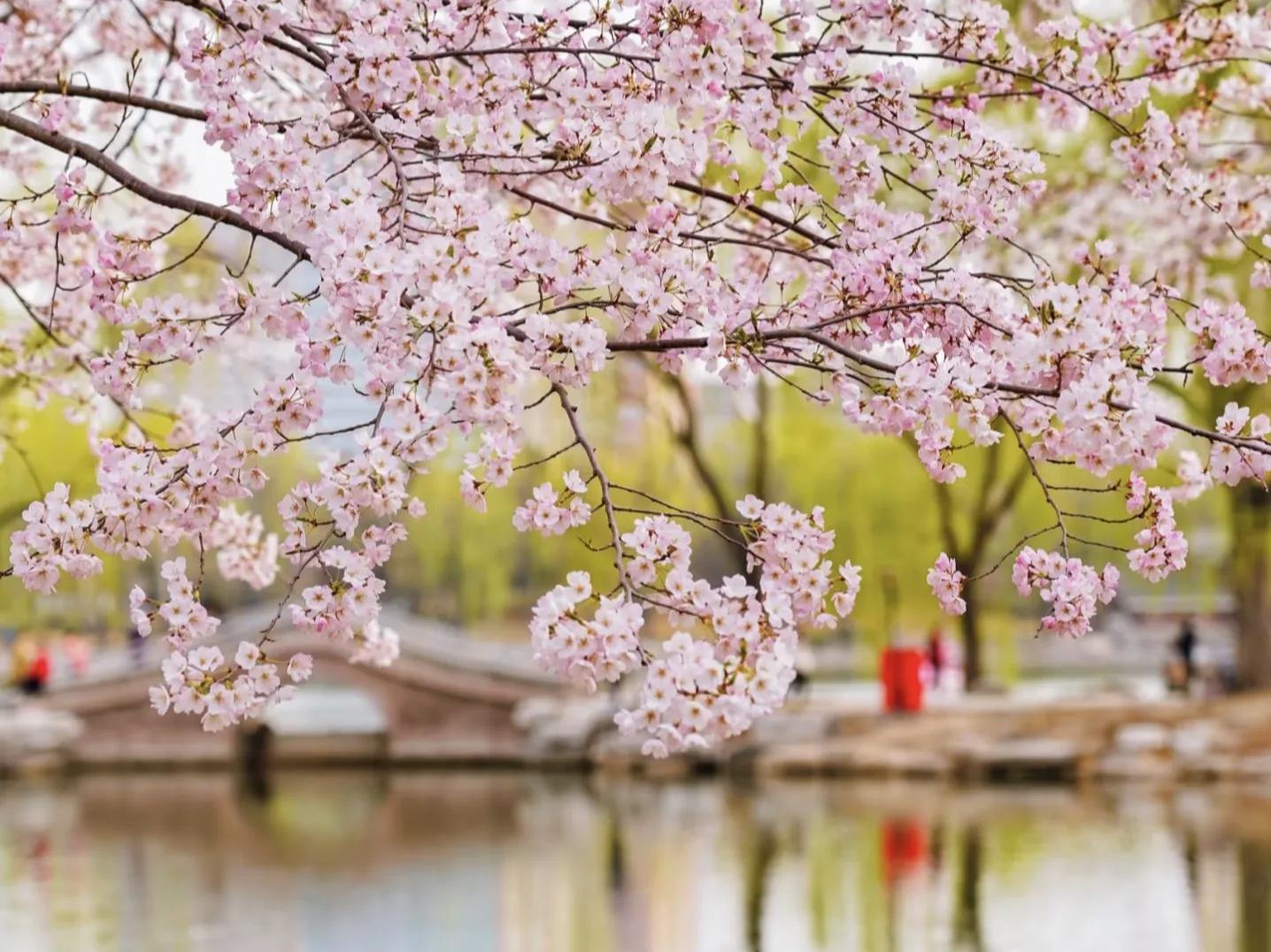 三月你好的文案30句，美好不期而遇