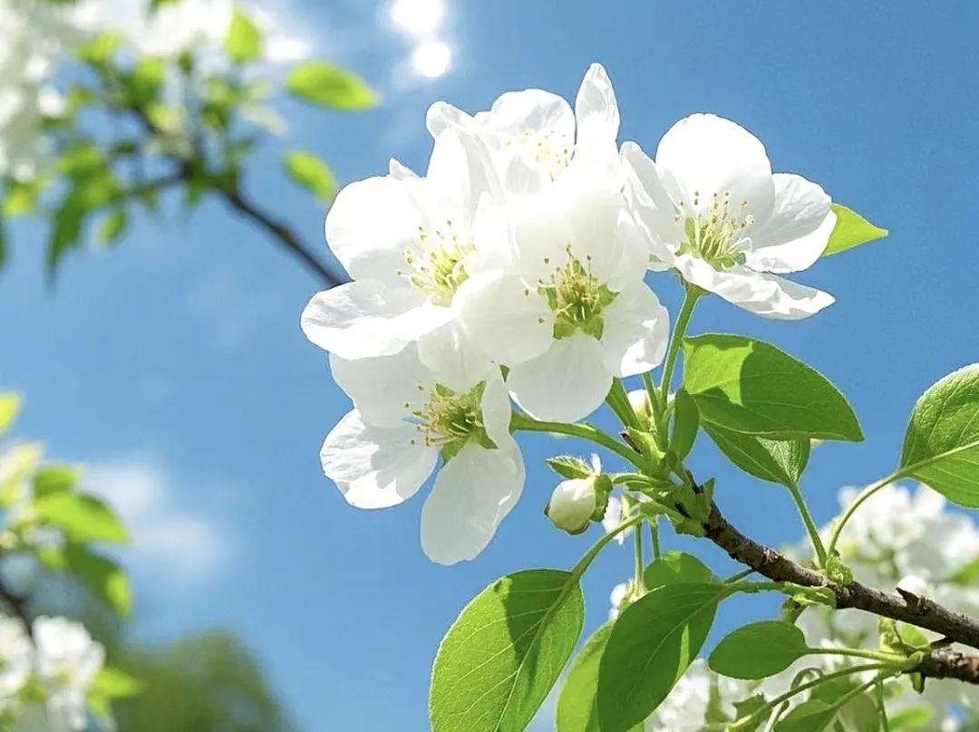 三月你好的文案30句，美好不期而遇