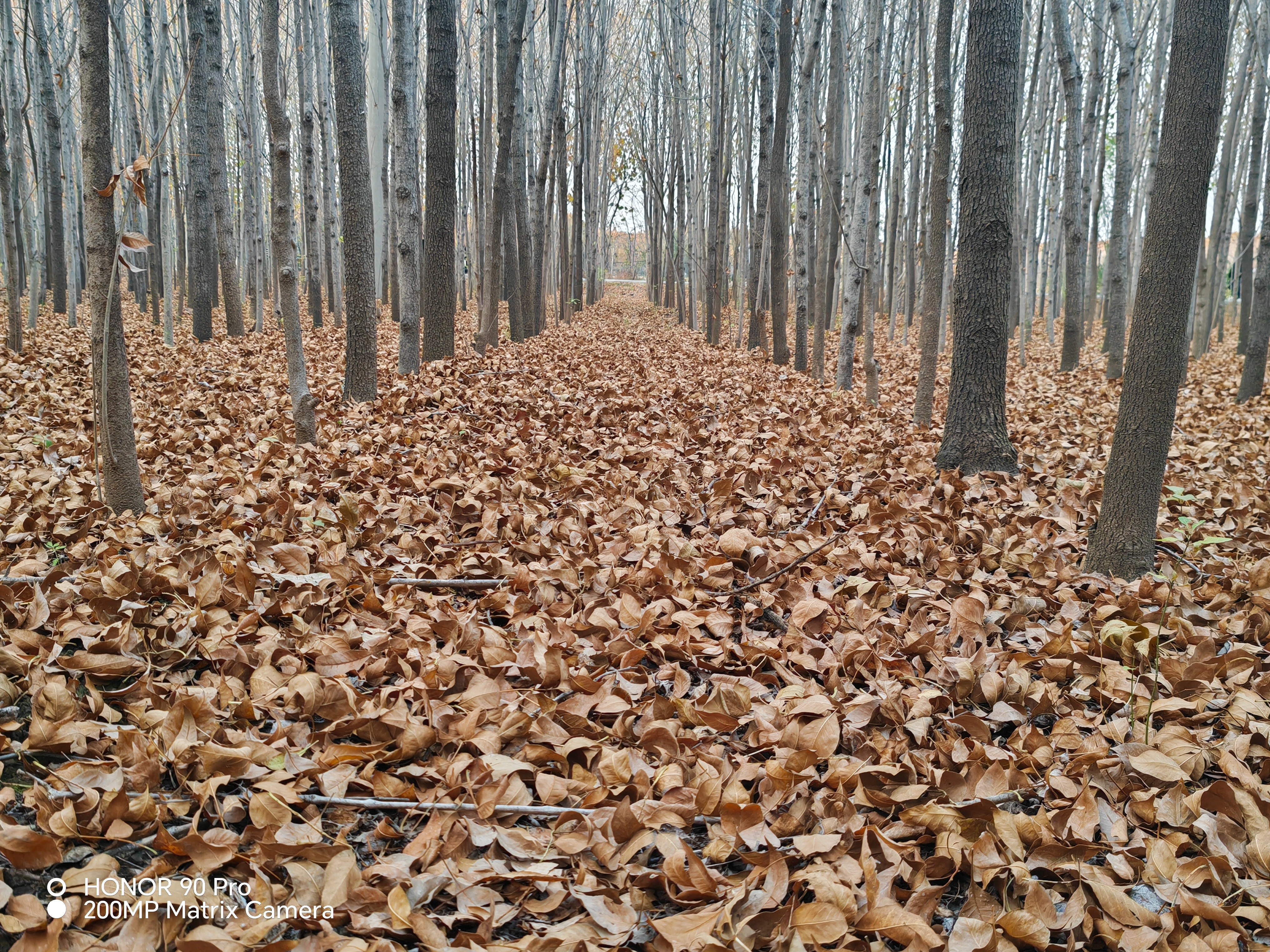 立冬古诗10首,体味诗意冬日