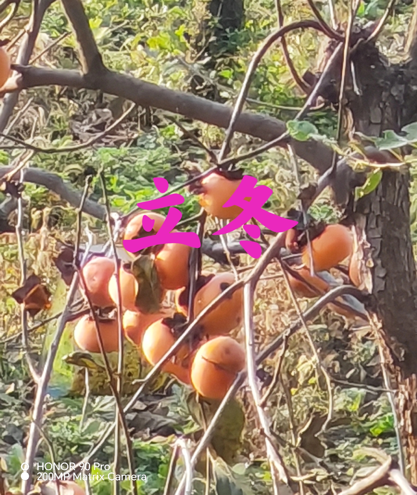 立冬古诗10首,体味诗意冬日