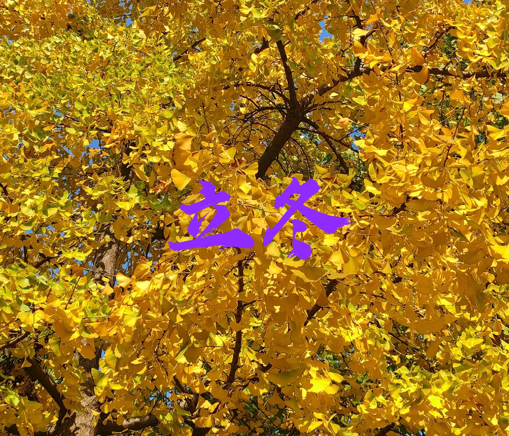 立冬古诗10首,体味诗意冬日