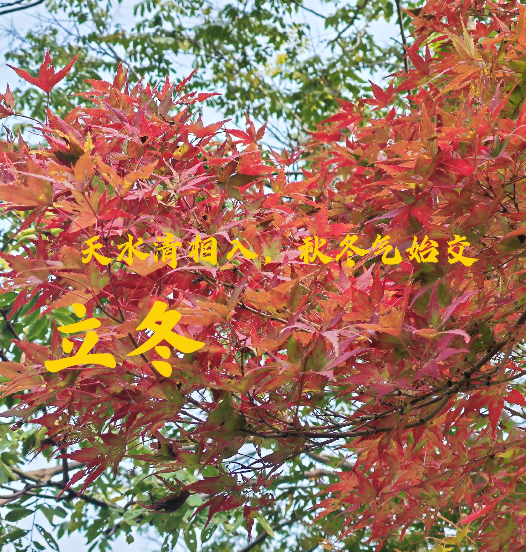 立冬古诗10首,体味诗意冬日