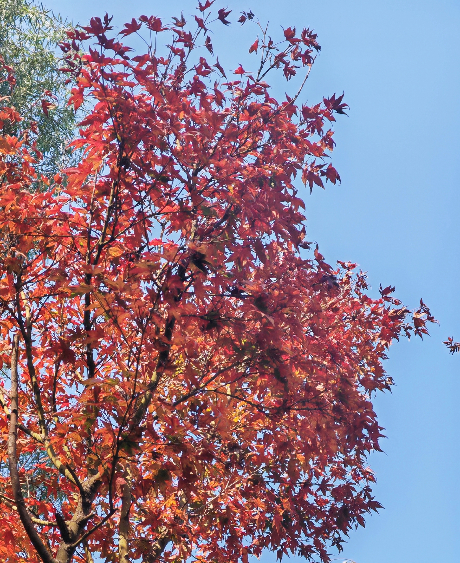 立冬古诗10首,体味诗意冬日