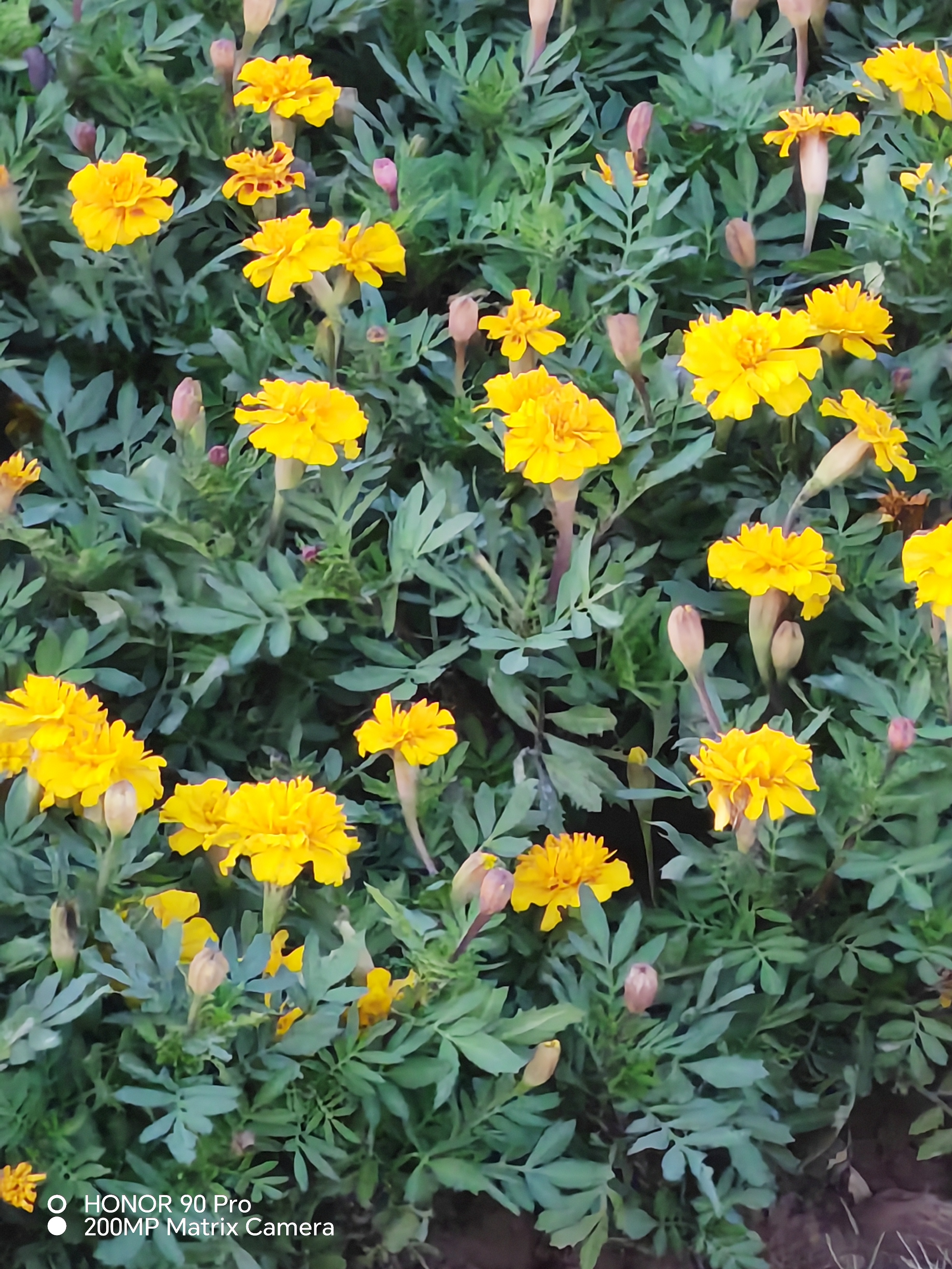 立冬古诗10首,体味诗意冬日