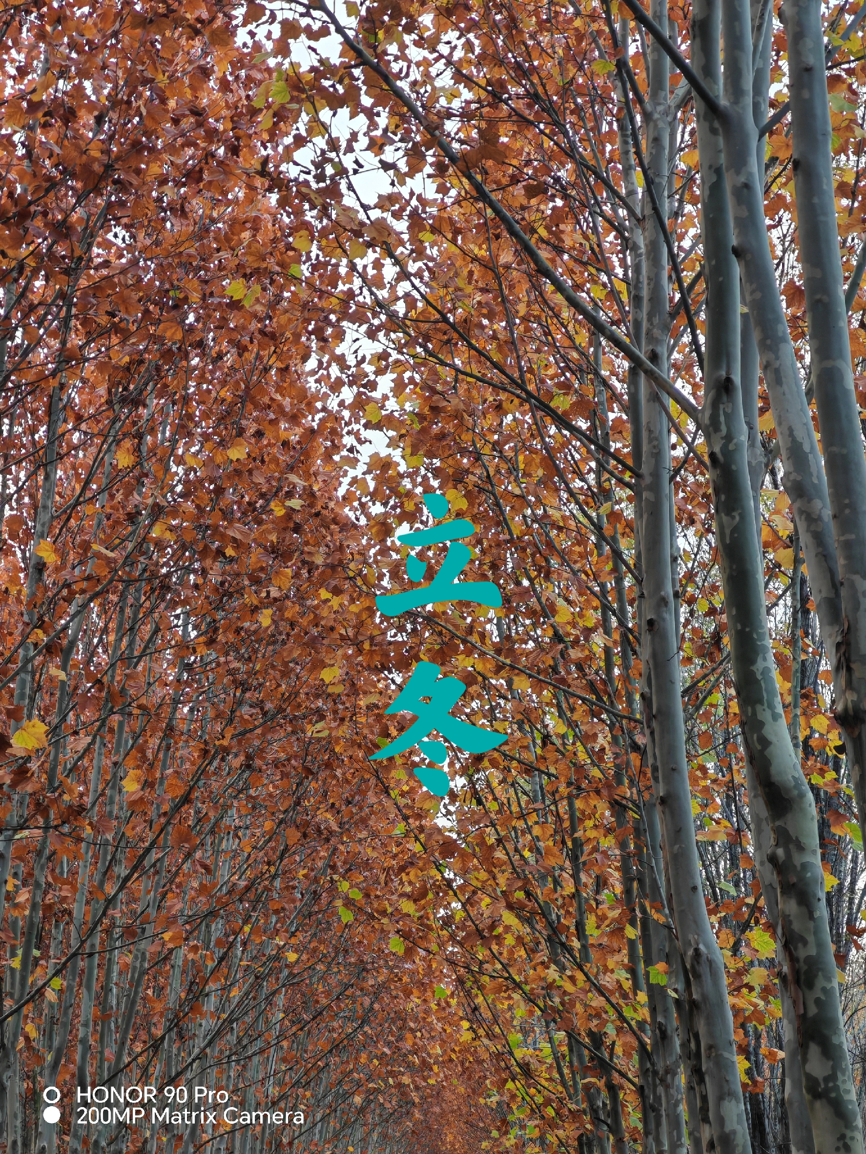 立冬古诗10首,体味诗意冬日