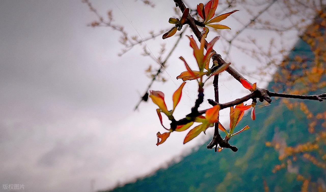 李清照的作品20首,说尽一生,美到极致