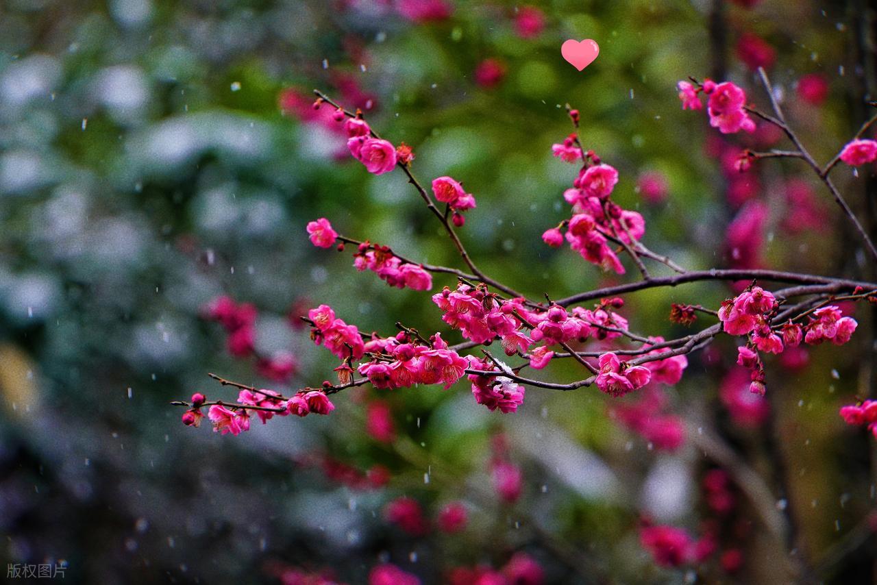 李清照的作品20首,说尽一生,美到极致