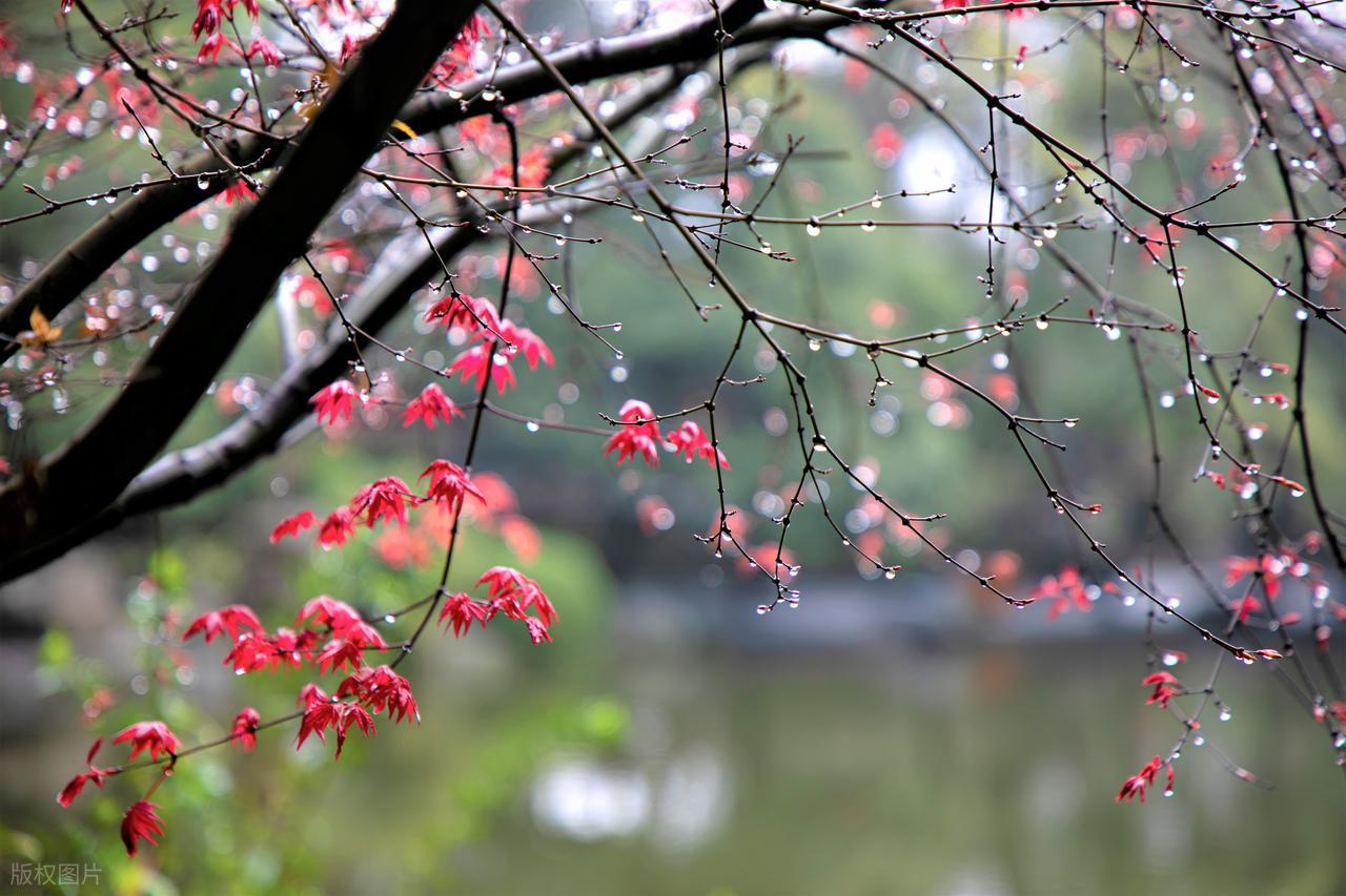 李清照的作品20首,说尽一生,美到极致