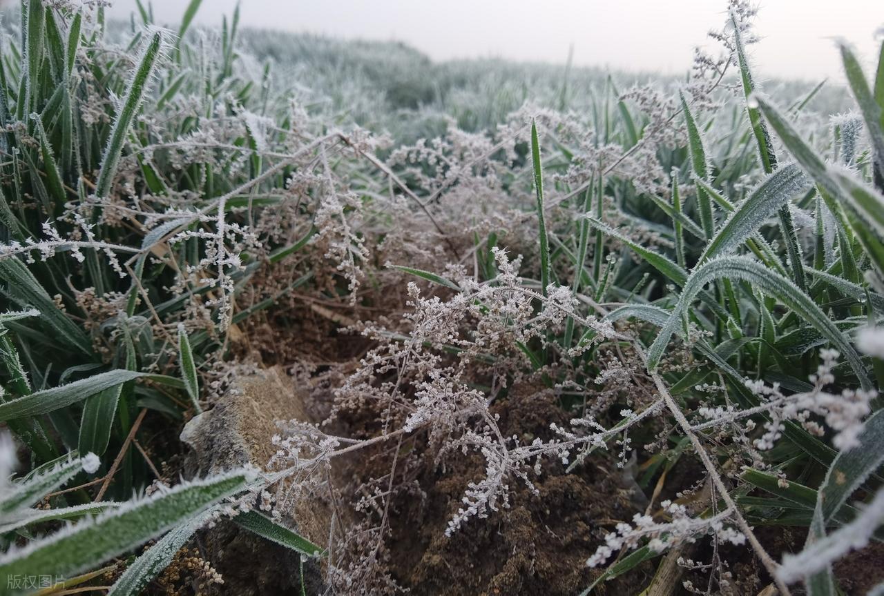 李清照的作品20首,说尽一生,美到极致