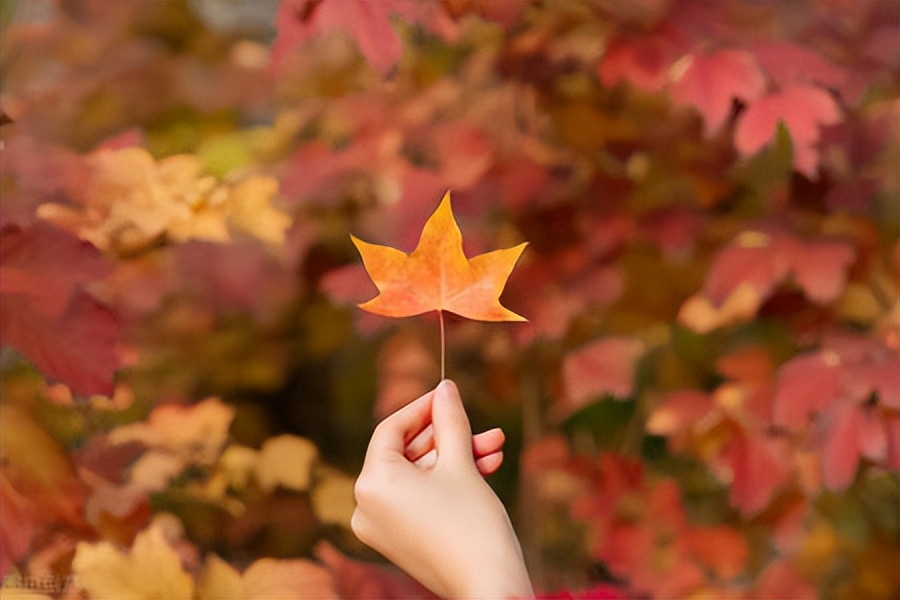 秋天的句子20句，一叶知秋，一眼知你