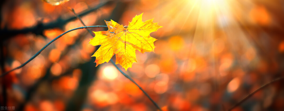 秋天的句子20句，一叶知秋，一眼知你