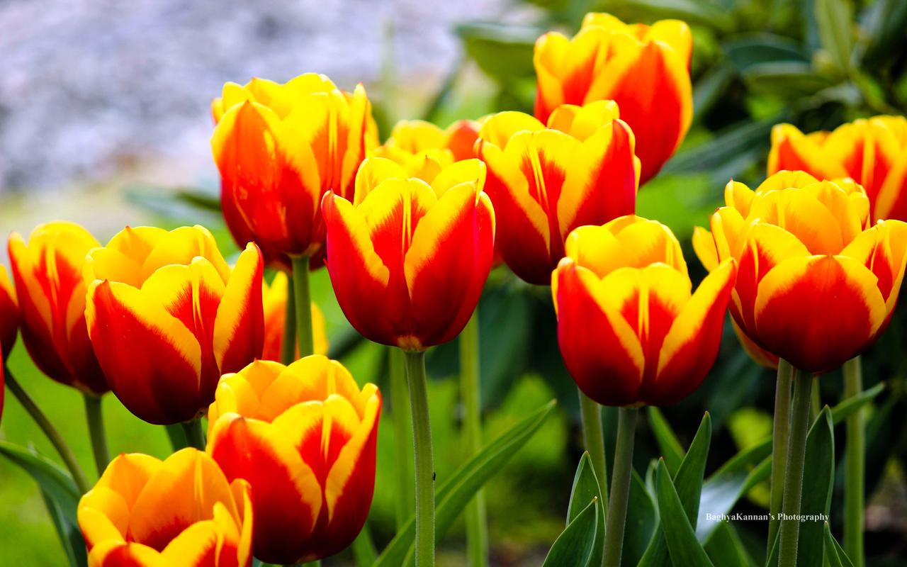 人生经典语录16句，人生没有白走的路，每一步都算数