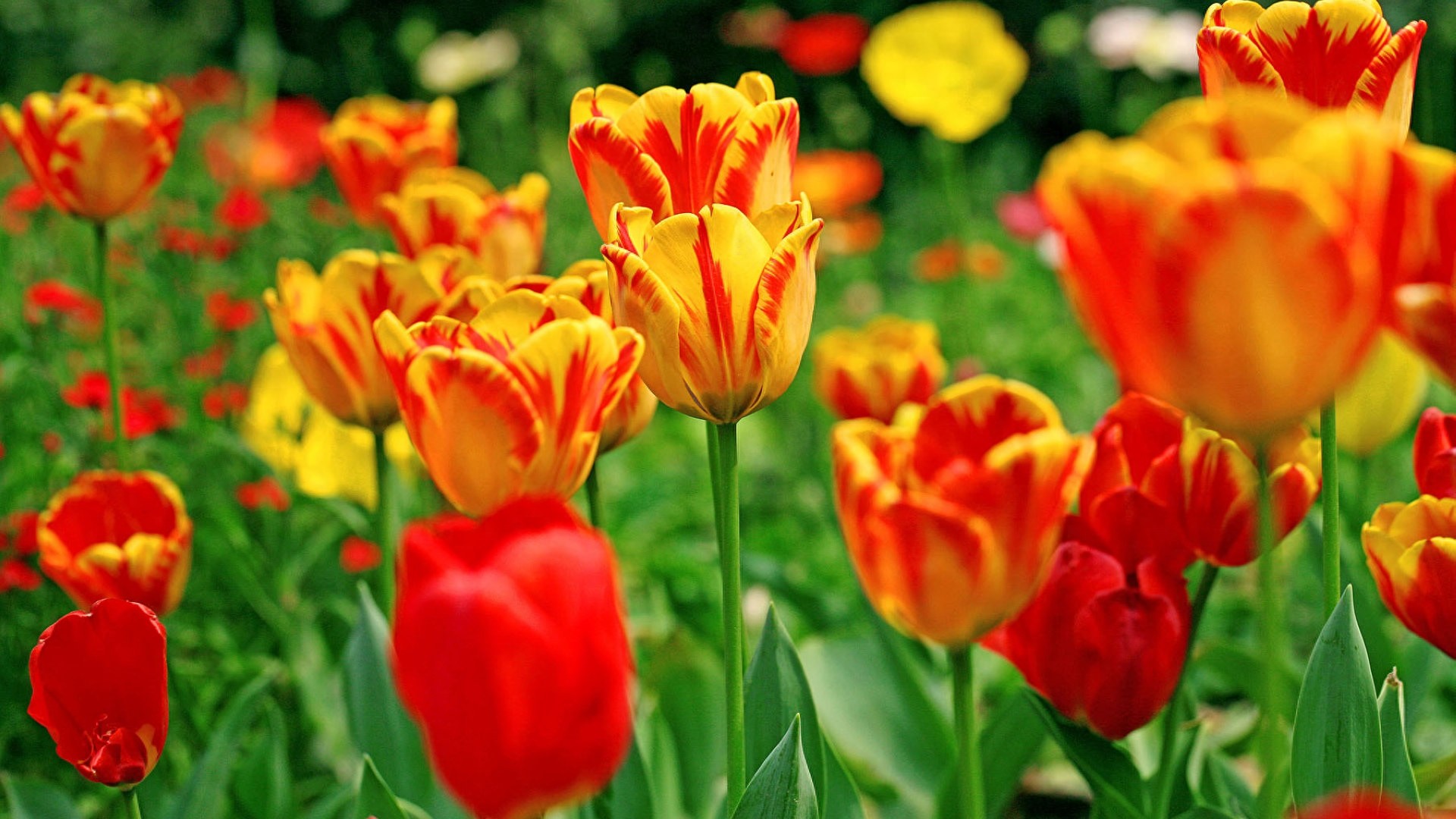 人生经典语录16句，人生没有白走的路，每一步都算数