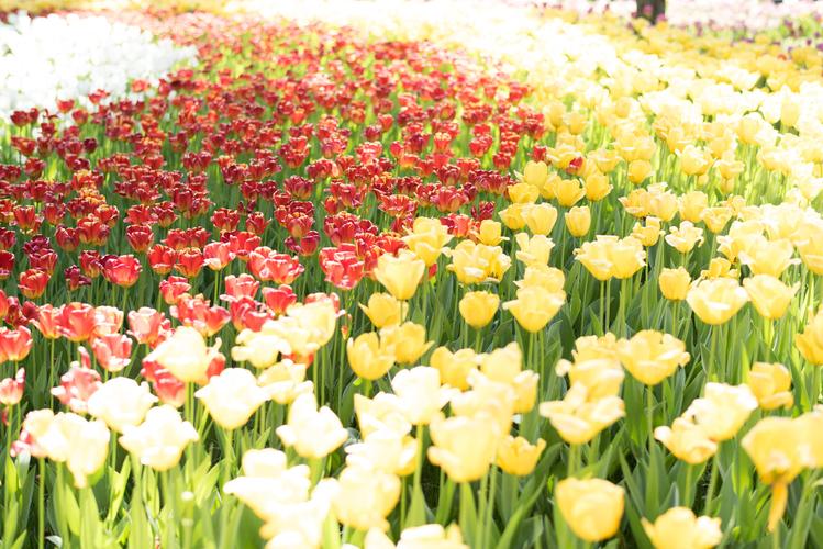 人生经典语录16句，人生没有白走的路，每一步都算数