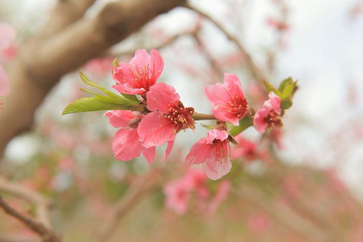 春日偶成15首，春天最令人赏心悦目