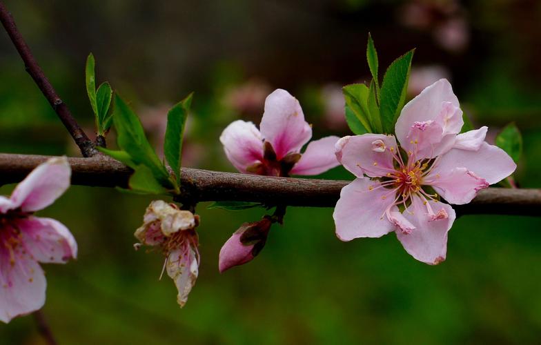 春日偶成15首，春天最令人赏心悦目