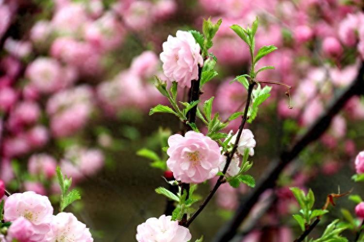 春日偶成15首，春天最令人赏心悦目