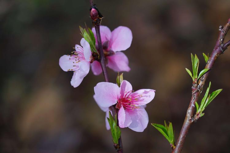 春日偶成15首，春天最令人赏心悦目