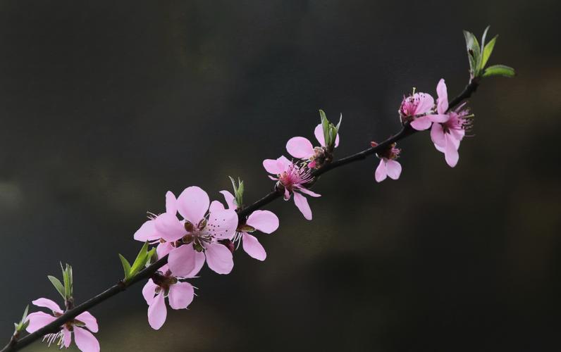 春日偶成15首，春天最令人赏心悦目