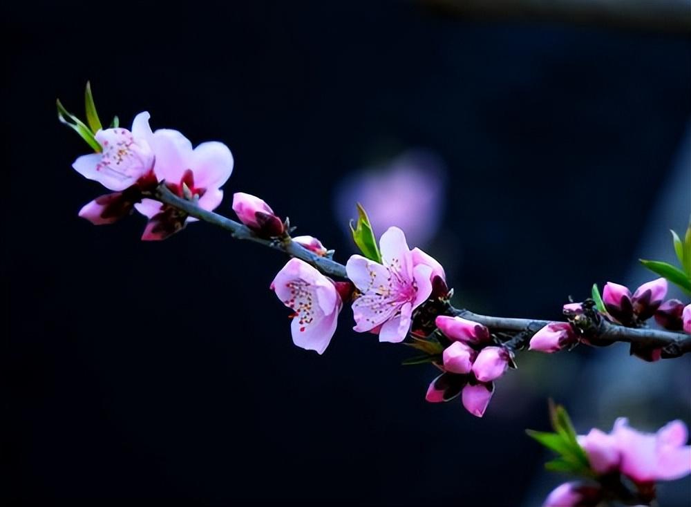 春日偶成15首，春天最令人赏心悦目