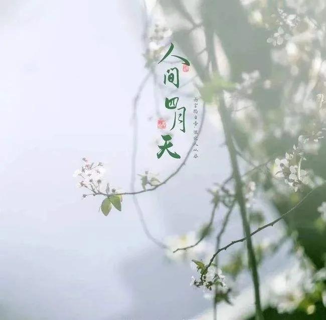 四月你好的唯美句子15句，杏花微雨，春末芳菲