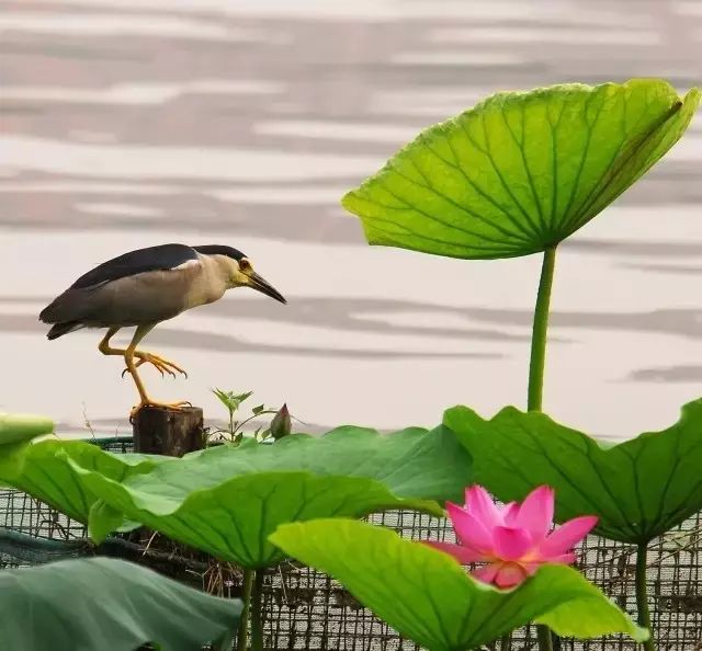 张宗昌的诗大全，保你开怀一笑