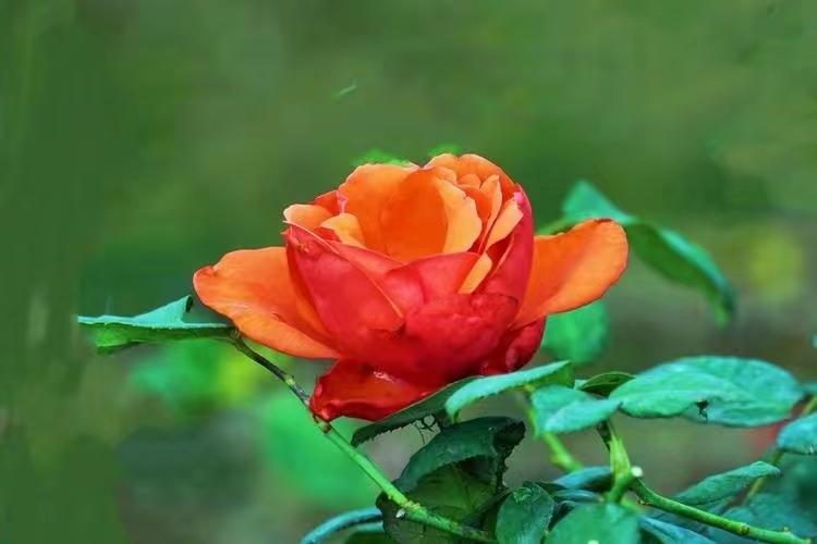 杜牧的诗10首，余韵深长，百读不厌