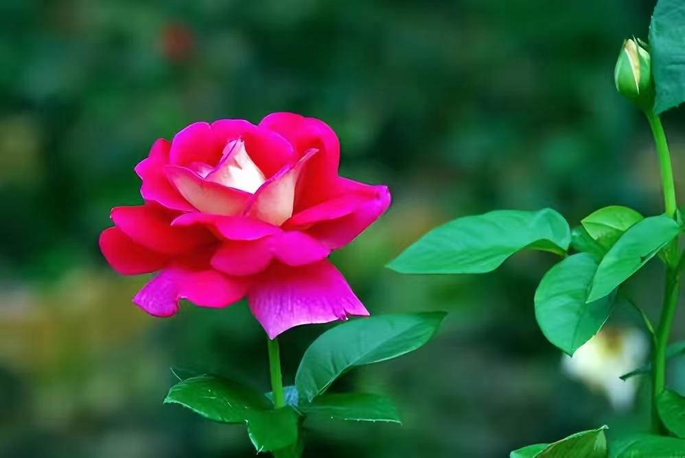 杜牧的诗10首，余韵深长，百读不厌