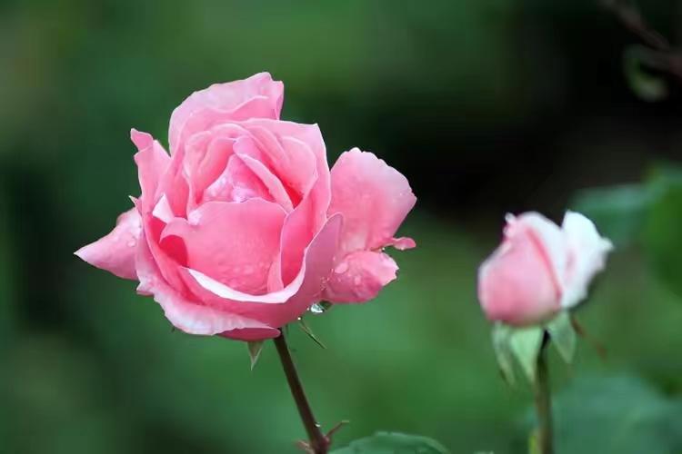 杜牧的诗10首，余韵深长，百读不厌