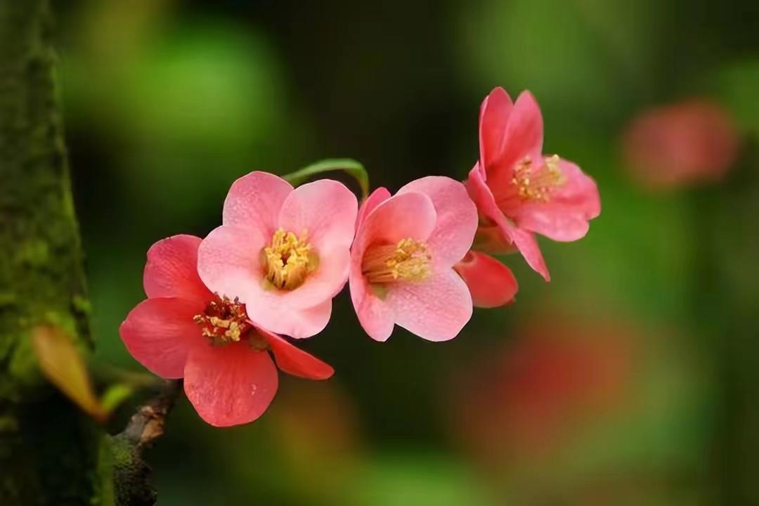 杜牧的诗10首，余韵深长，百读不厌