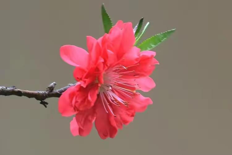 杜牧的诗10首，余韵深长，百读不厌