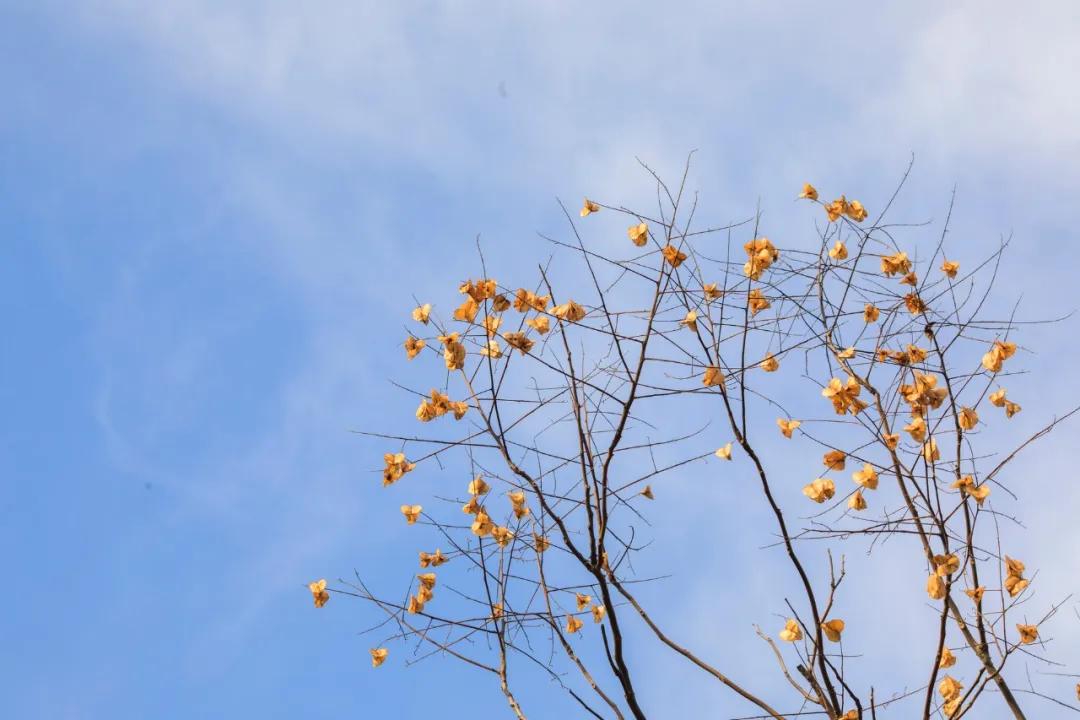 苏东坡诗词100句，写尽人生的百种滋味