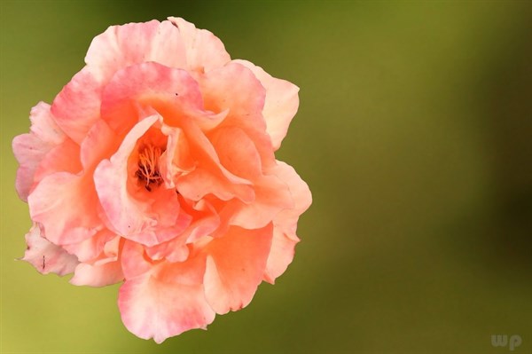 个性签名文案16句，总有一句适合你