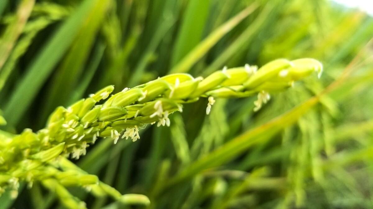 描写花的诗句10首（原文及赏析）