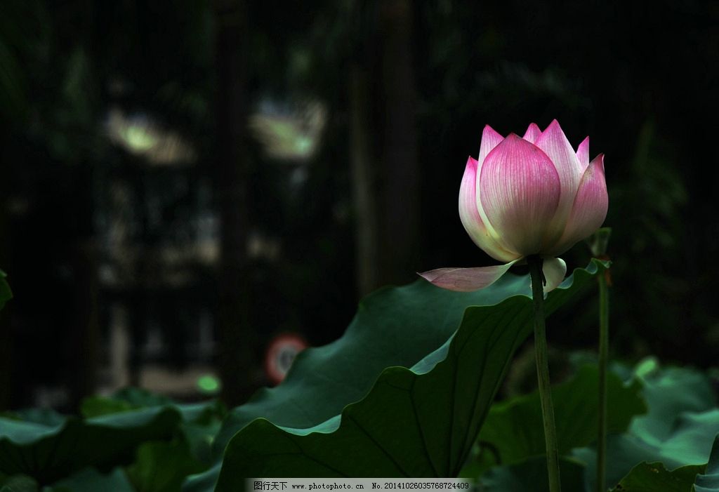 描写花的诗句10首（原文及赏析）