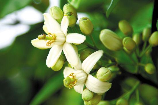 描写花的诗句10首（原文及赏析）