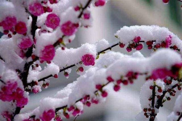 描写花的诗句10首（原文及赏析）