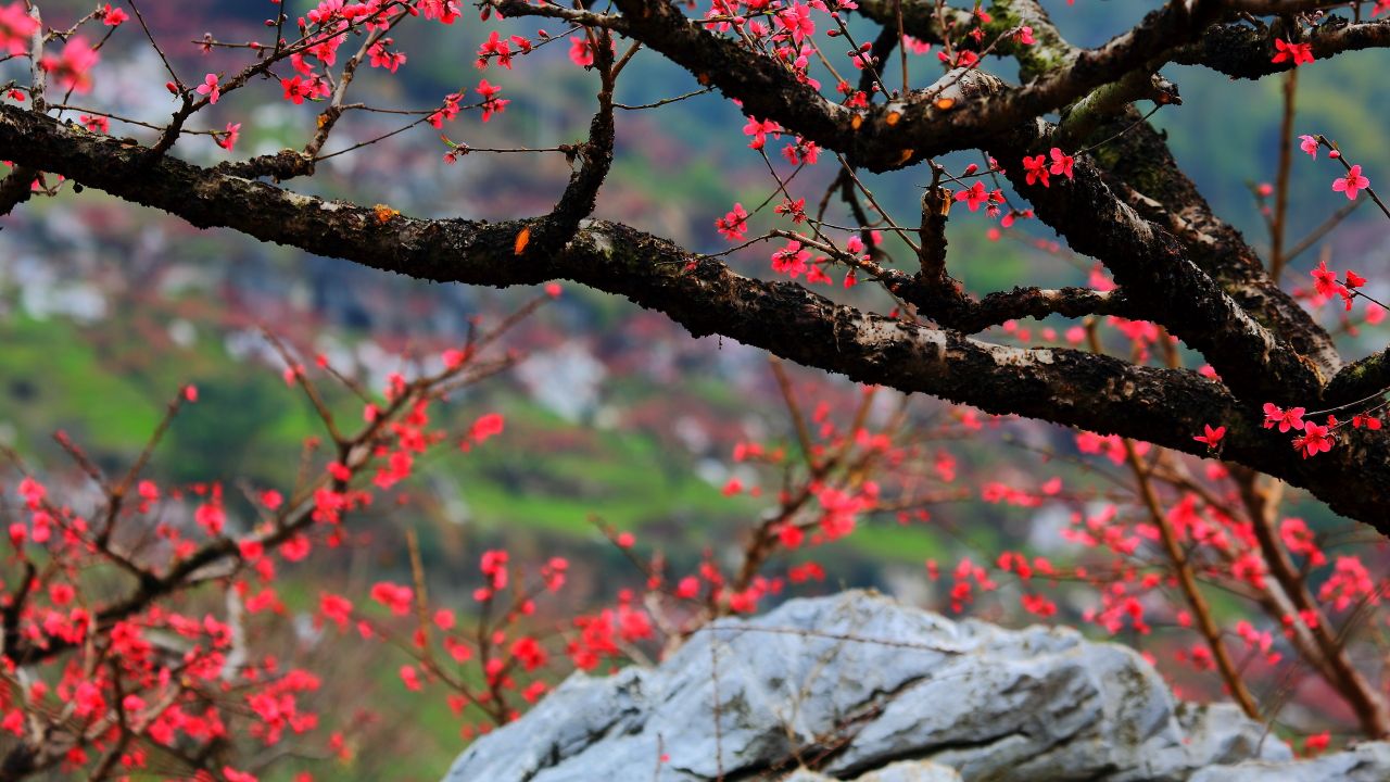 李煜诗词10首，体会千古词帝的风情与哀愁