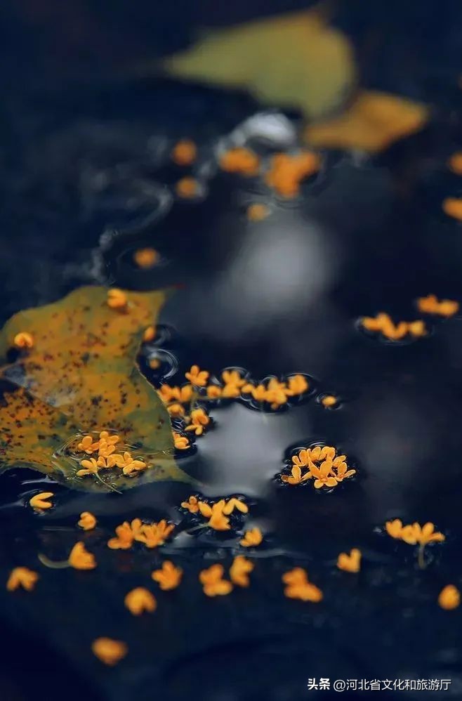 白露时节的诗词10首，一起感受白露之美