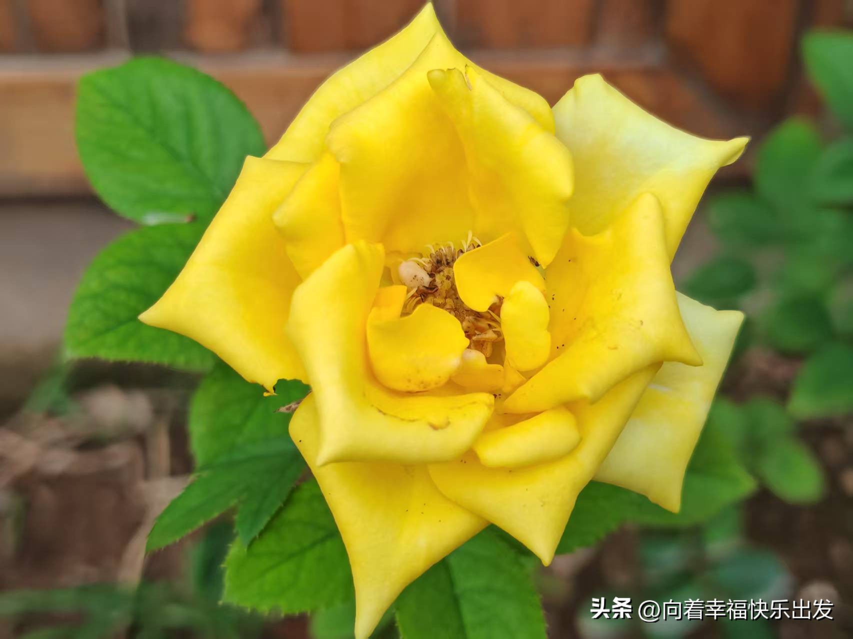 徐志摩的爱情诗句10句，每一句都美到心碎