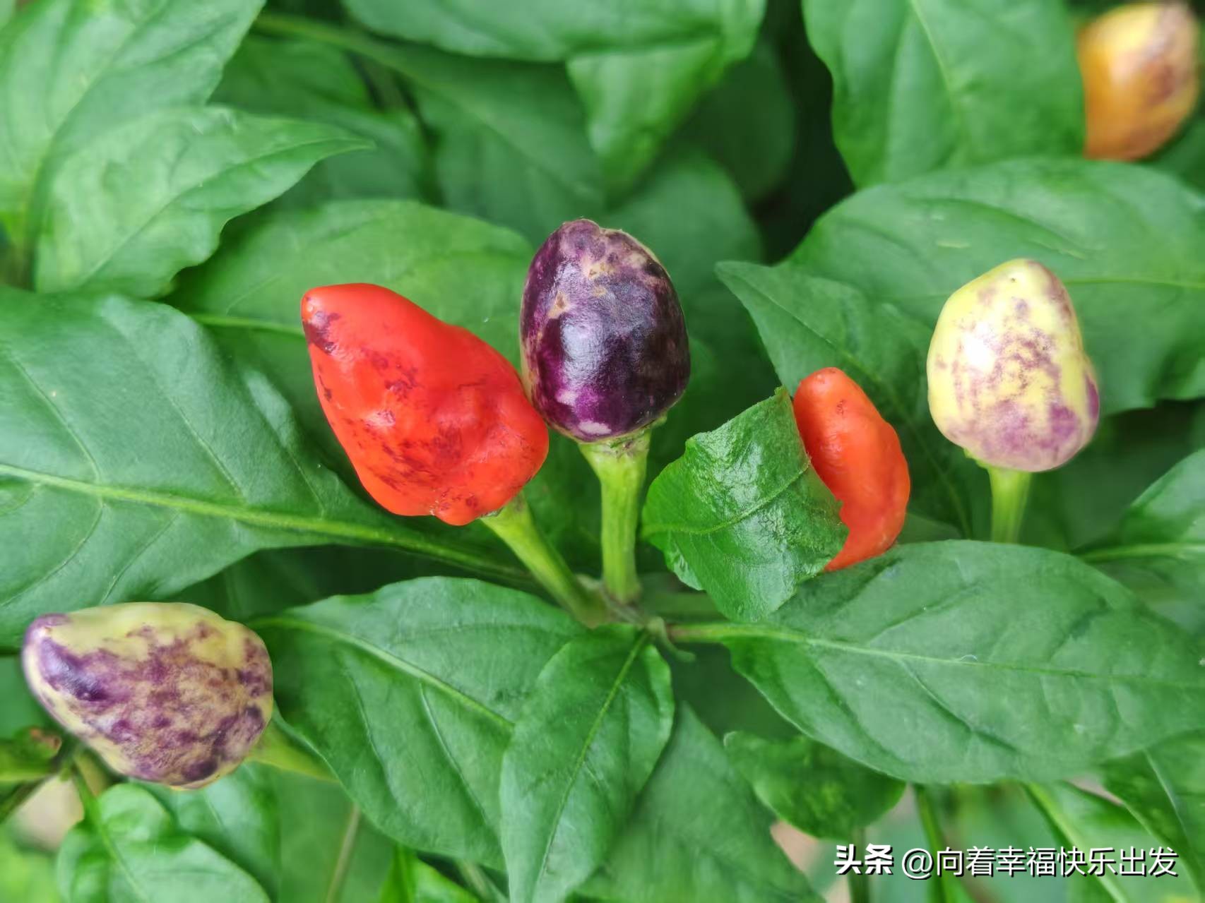 徐志摩的爱情诗句10句，每一句都美到心碎