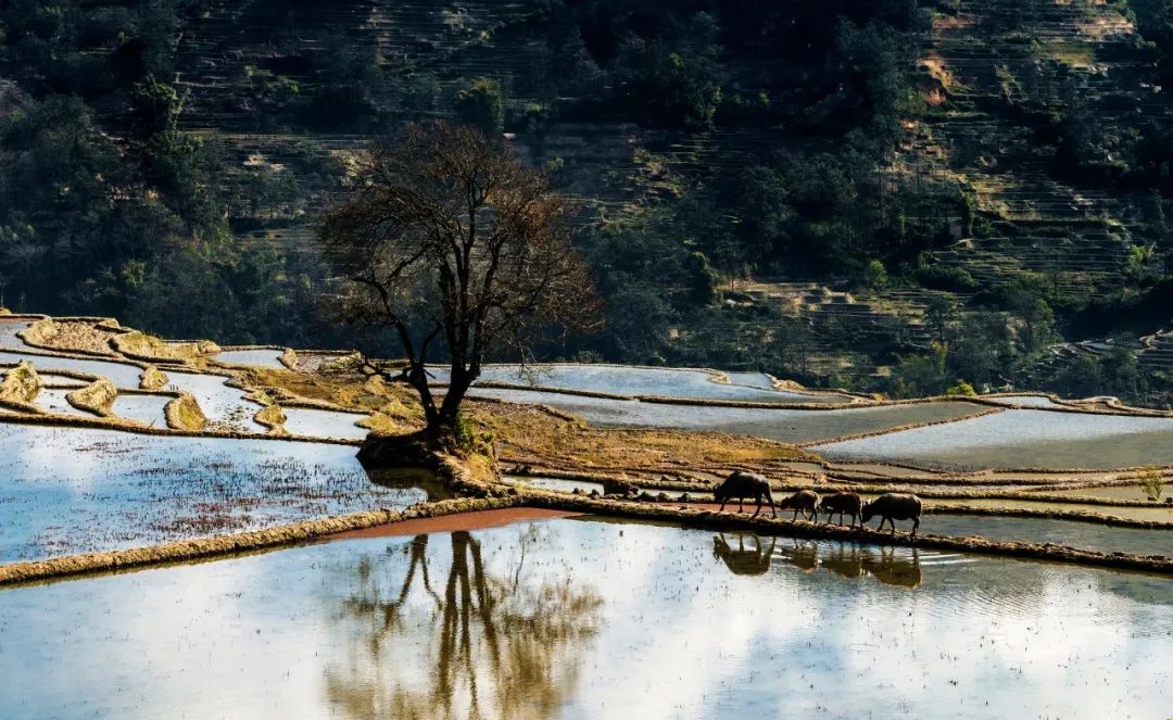 村居古诗9首，最美不过田园生活