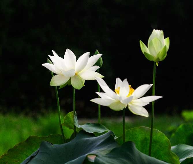 关于赞美荷花的诗句10首（原文及赏析）