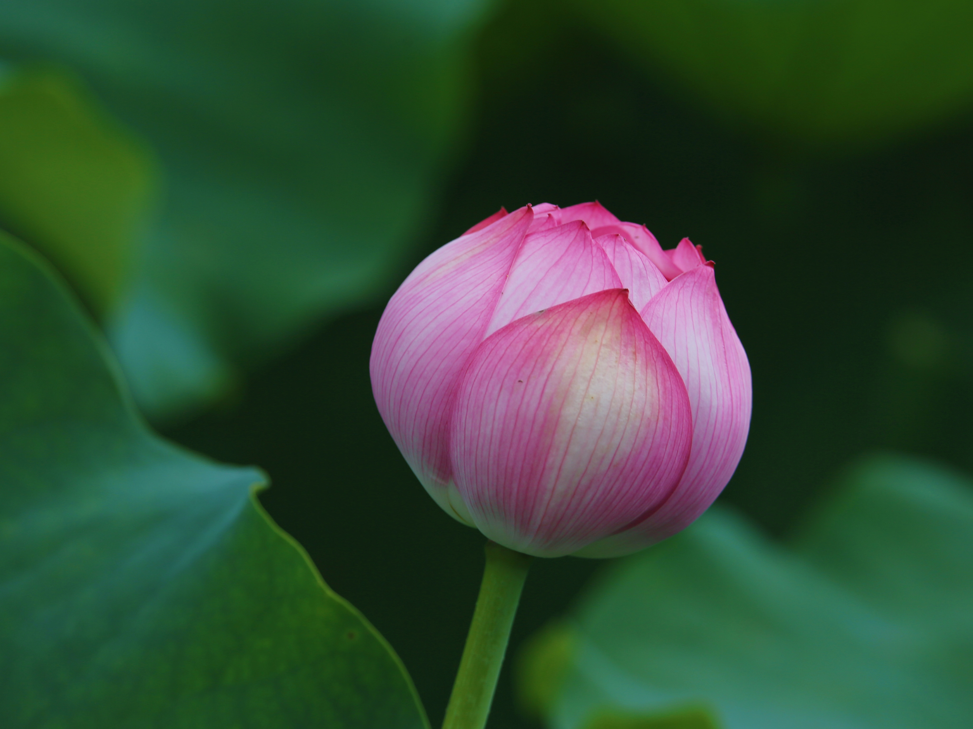 关于赞美荷花的诗句10首（原文及赏析）