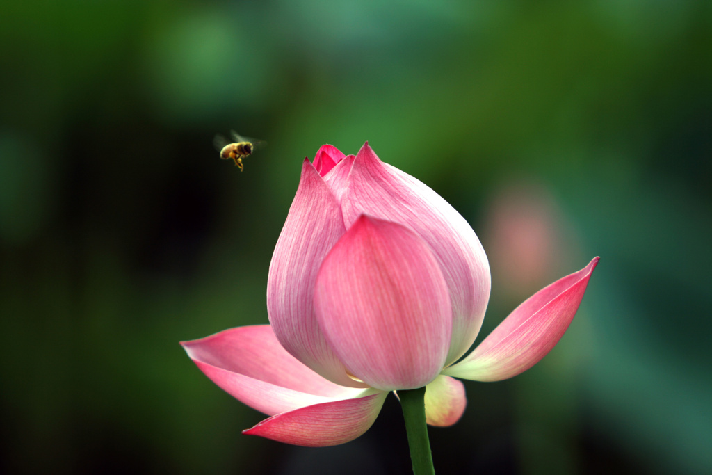 关于赞美荷花的诗句10首（原文及赏析）