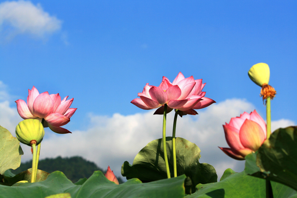 关于赞美荷花的诗句10首（原文及赏析）