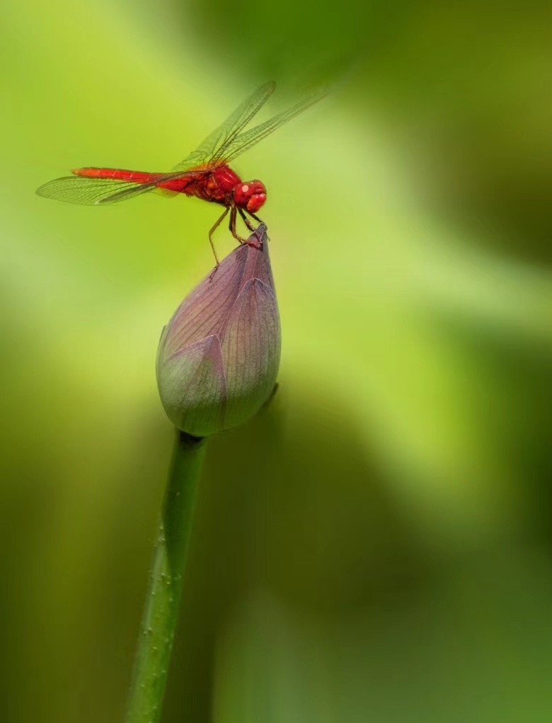 关于赞美荷花的诗句10首（原文及赏析）