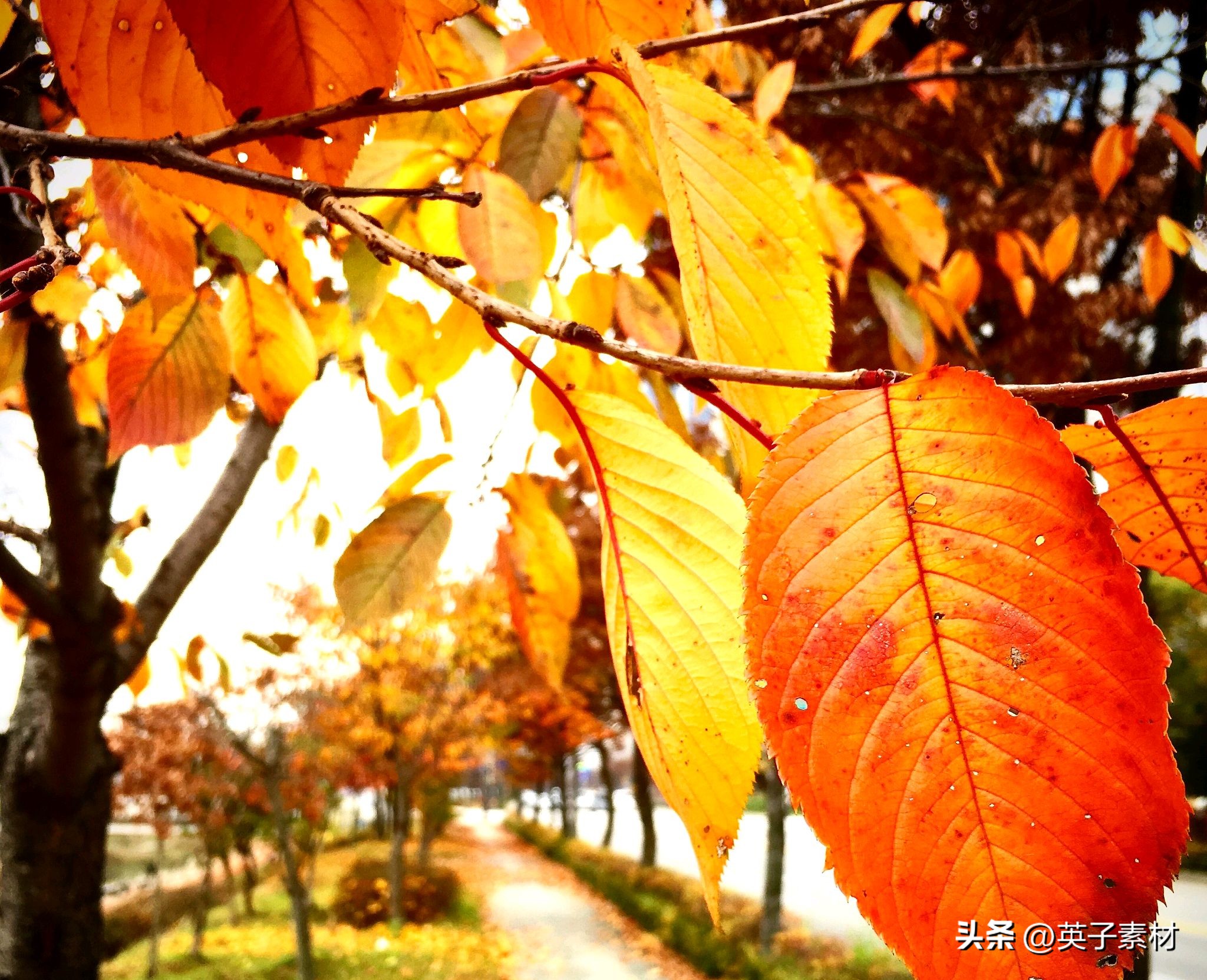 清晨的阳光唯美句子18句，请相信今日也是美好的一天